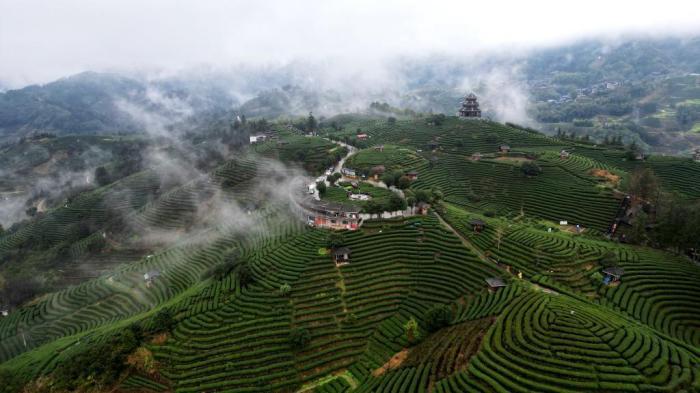 广西三江侗乡：雨后茶园美如画