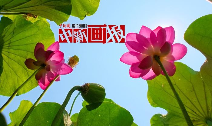 一朵荷花开 夏意满塘来
