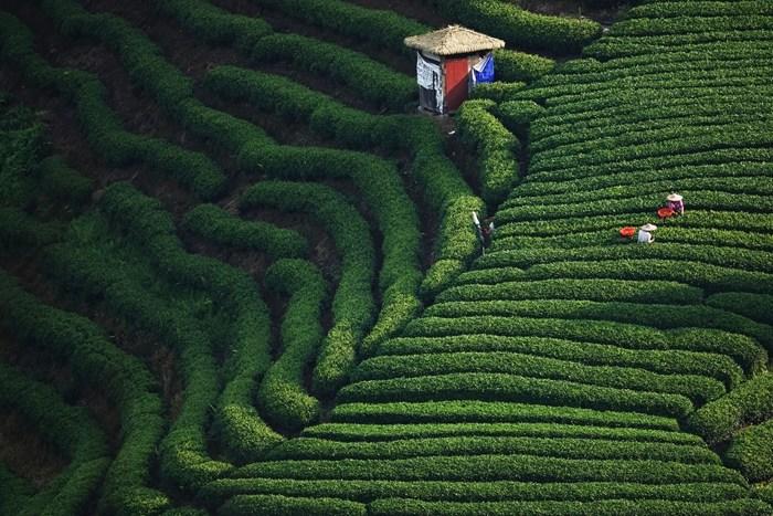 广西贺州：20多万亩茶园进入秋茶采摘期