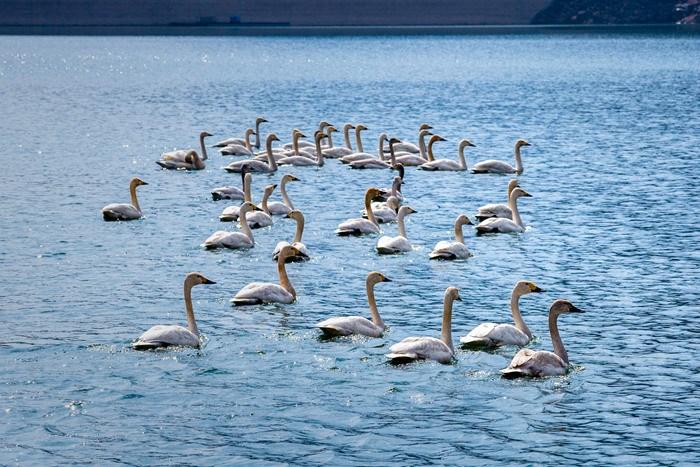 河北武安：春雪落太行 天鹅舞翩跹