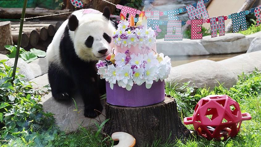 首只在俄出生大熊猫迎来三周岁生日