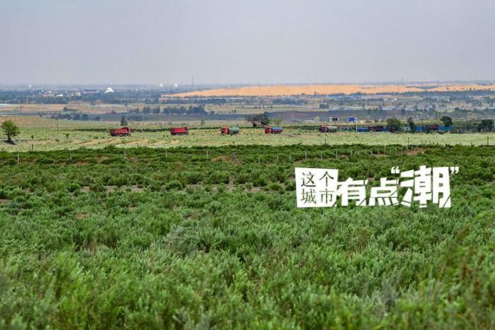 鄂尔多斯：“植此青绿” 见证毛乌素的绿色奇迹