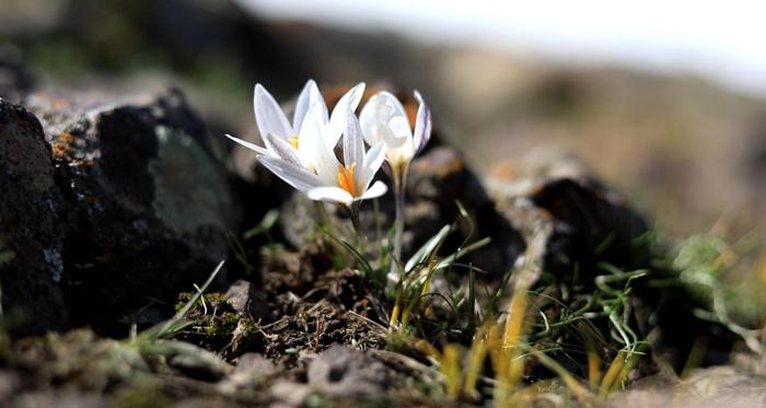 新疆察布查尔县白番红花提前半个月顶冰盛开